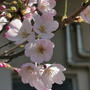 神代曙（桜）