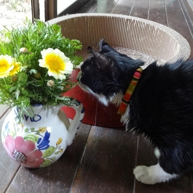 ごんぼさんNOW→→春菊の花の匂いを嗅いでいる