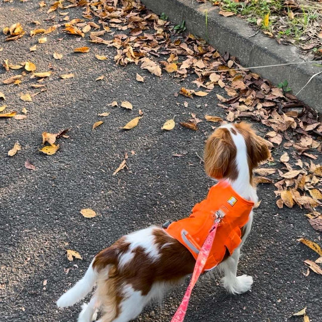 【日常の小さな楽しみ】愛犬の視線の先にあった面白い出来事｜秋はお散歩シーズン