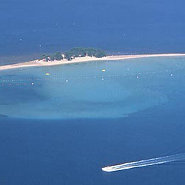 お別れに来てくれた??  福井県　水島　無人島