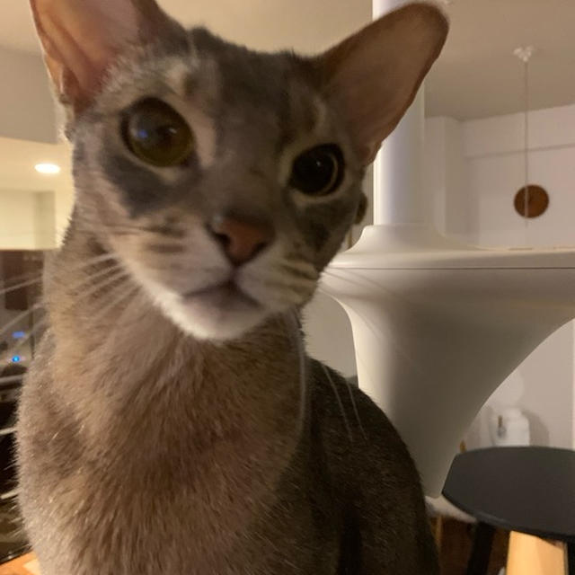 薄暗がりの猫の写真てかわいいですよね(*´ω`*)