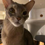 薄暗がりの猫の写真てかわいいですよね(*´ω`*)