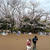 見頃を迎えた桜並木 お花見のはしご