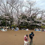 見頃を迎えた桜並木 お花見のはしご