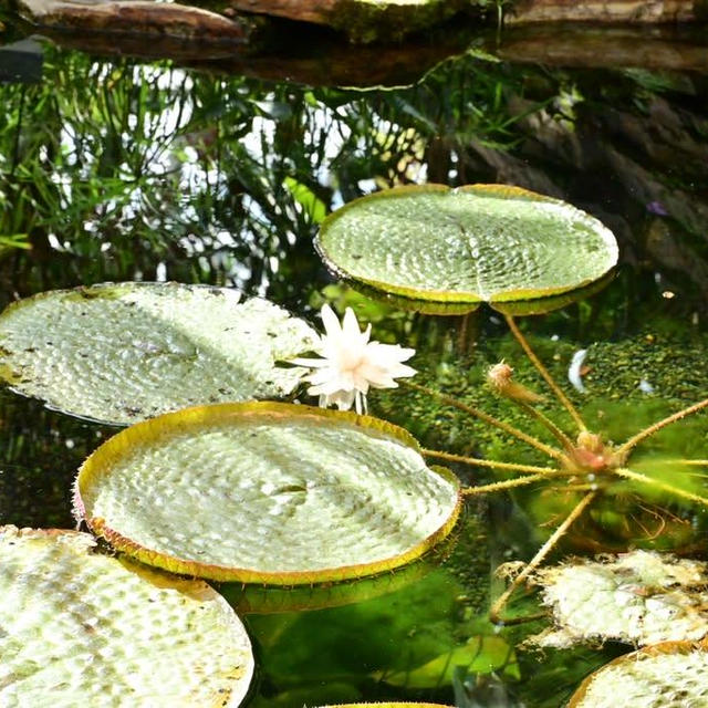 新潟県立植物園の熱帯ドームの中も中も良かったですですよ⭐︎