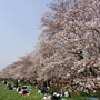 埼玉県の桜