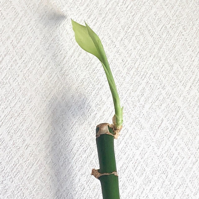 万年竹（開運竹）2年半になりました
