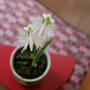 サギ草「銀河」の花2023#ameba写真部
