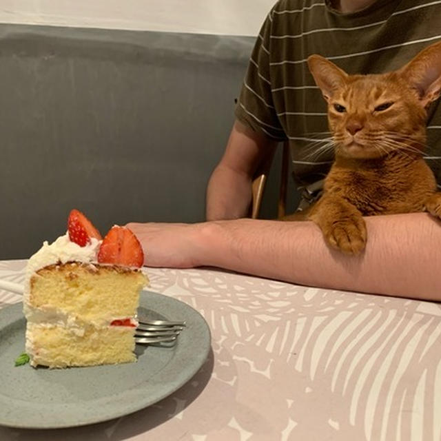 ケーキ ＜ パパの抱っこ （ひめちゃんの気持ち）