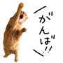ニモちゃんがんばれ