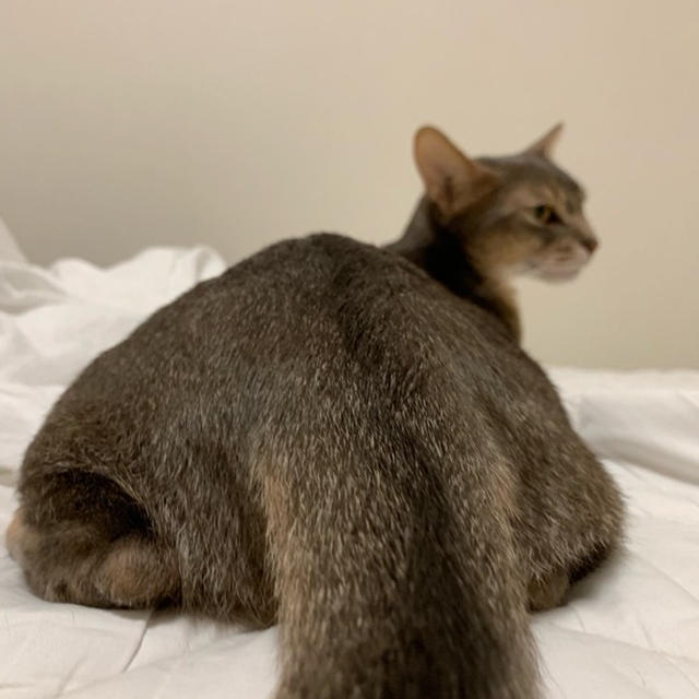 我が家もお尻見