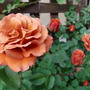 庭のバラ　テディベア