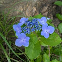 俳句曜日５０短夜　心地よい季節感でリラックス