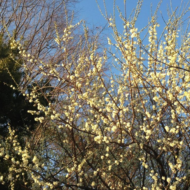 菜の花のチーズパウンド