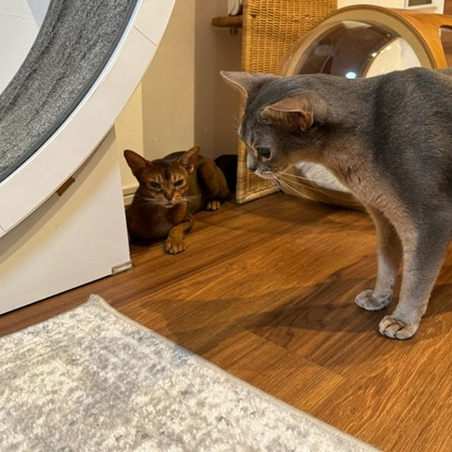 遊び方が子猫のちびっこたち
