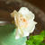 Photo Lesson  2012.5.