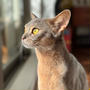 猫の世界は厳しいでち