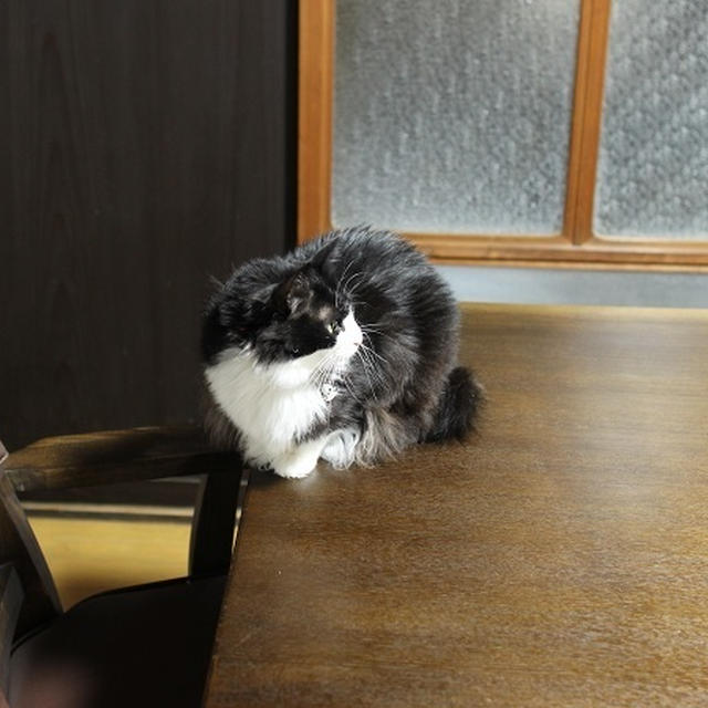 【ごんぼレポ】念願のご対面～