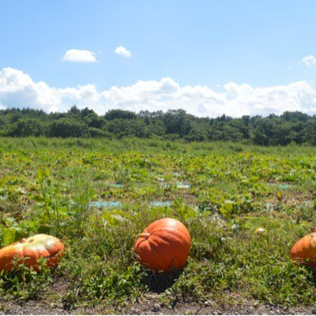 八ヶ岳で作られている、ハロウィンのかぼちゃ 販売開始