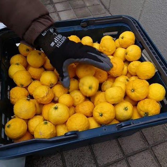 花柚子便り　その８　「花柚子の収穫」