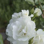 Small garden の薔薇たち 