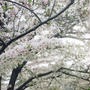 桜もちを作って桜の植樹に募金！