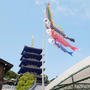 中山寺の鯉のぼり#最近撮った写真は