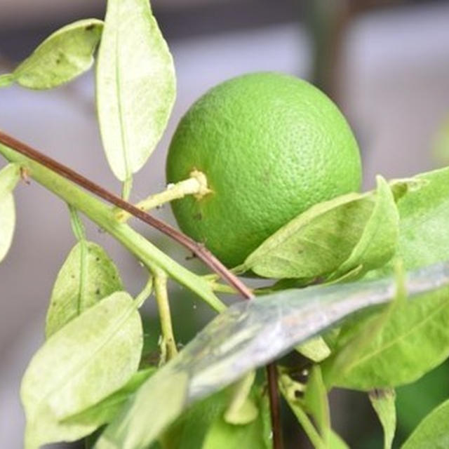 我が家のベランダ菜園　2021.9月
