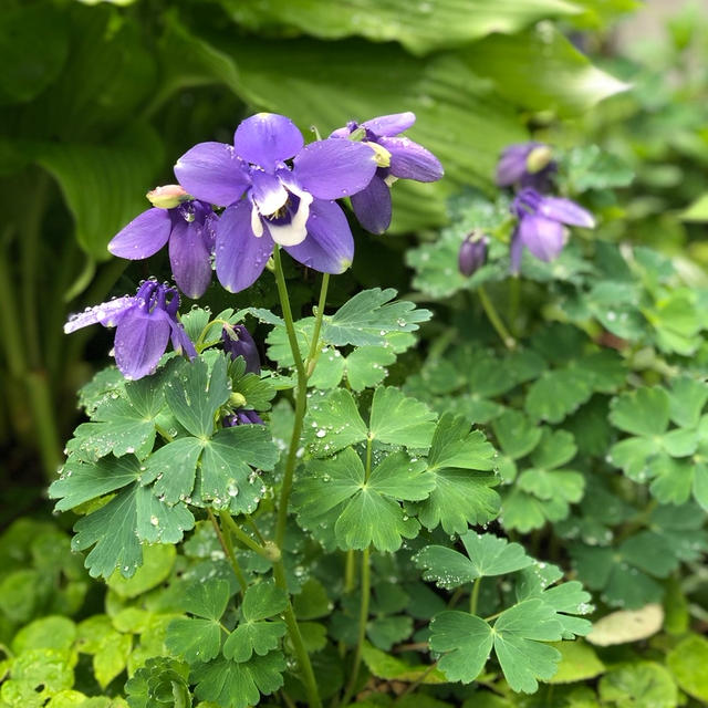 かわいい高山植物と新潟へぎそば