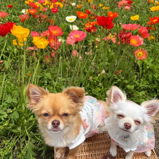 ポピーと可愛いこ⸜(✿˶'ᵕ'˶)⸝　4