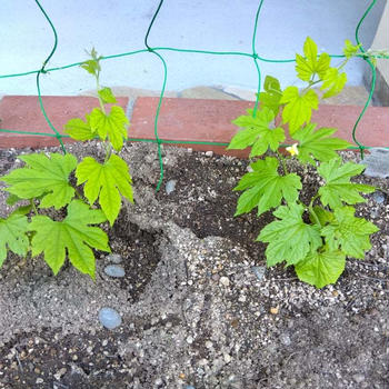 植物の成長を語る＆銭湯へ
