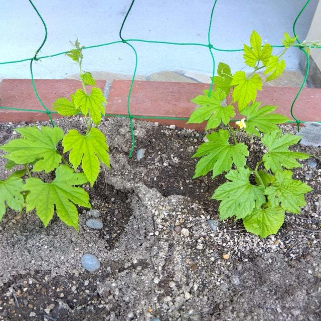植物の成長を語る＆銭湯へ