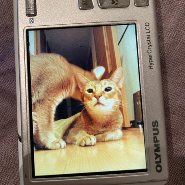 たま男、8回目の命日　古いカメラとiPhoneの中にたまがいた(*´ω`*)