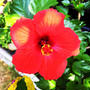 【Instagram】今日もいい天気！ハイビスカスも元気！#ハイビスカス #南国の花 #hibiscus #mygarden