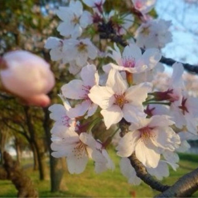 お散歩コースゎ桜満開♪♪