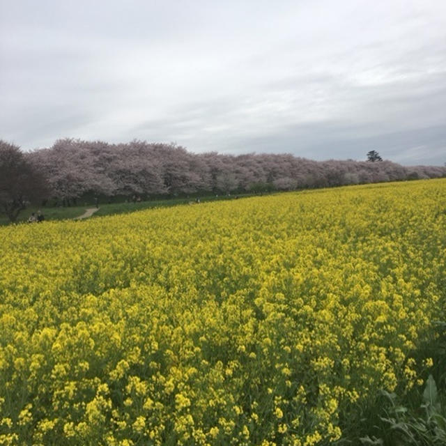 2016年桜備忘録