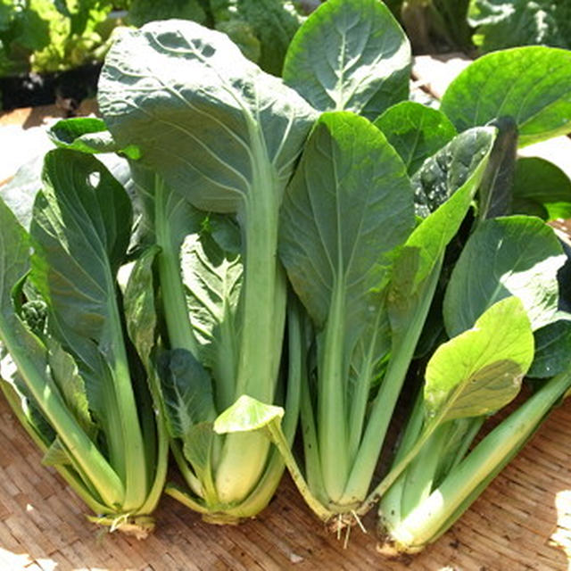 冬菜の育て方 種まき 10月 11月 寒さに強い品種 By 根岸農園さん レシピブログ 料理ブログのレシピ満載