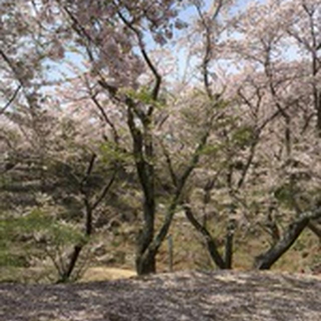 もう一つのお花見