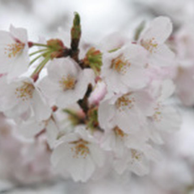 お花見