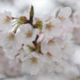 お花見