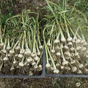 トマトわき芽苗植え付け＆青シソ移植☆葉山農園（6月下旬）