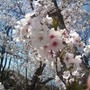 春らんまんな桜です。