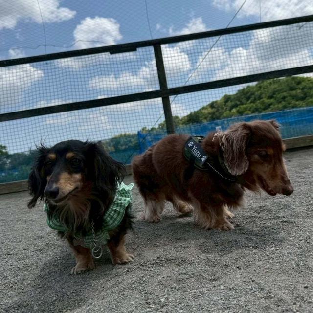 鯵の唐揚げとドッグランたまご