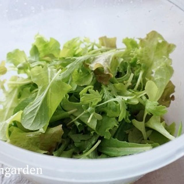 60歳からの野菜作り　ベビーリーフの種まき