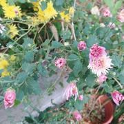 食用菊の花とシロチャの鼻～