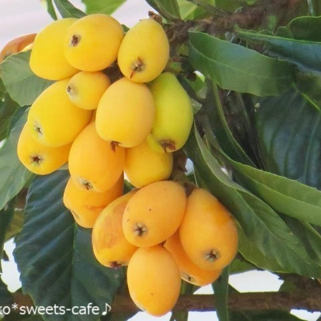 枇杷の季節＊ビワの頂き物
