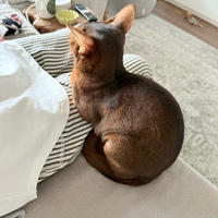 太もも占拠された