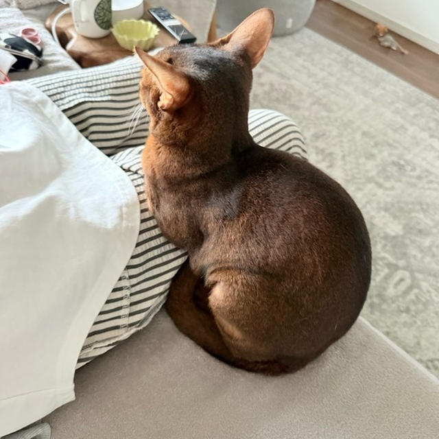 太もも占拠された