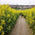 愛知牧場の菜の花迷路
