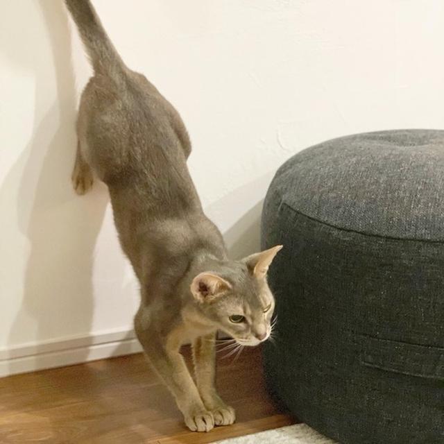 ぼくちんの壁クラウチング